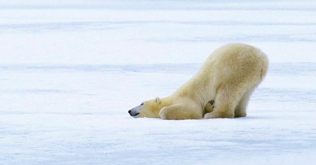 Stop Being a Lazy Polar Bear