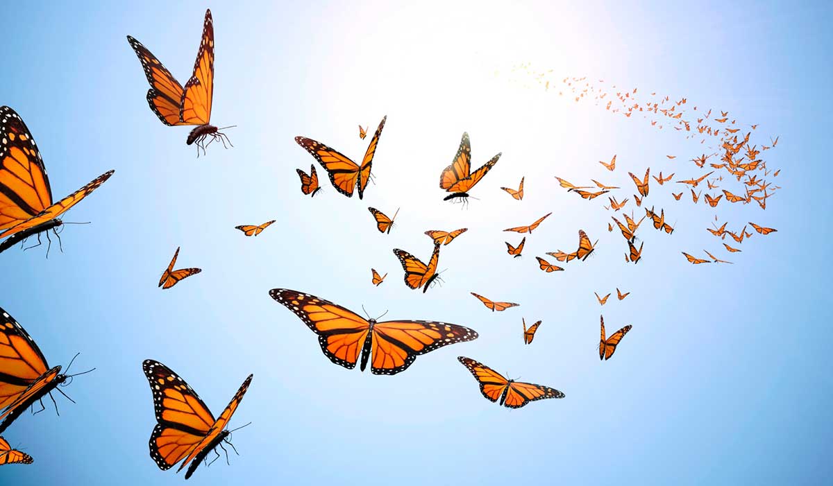 The Effortless Way to Get Your Anxiety Butterflies Flying in Formation